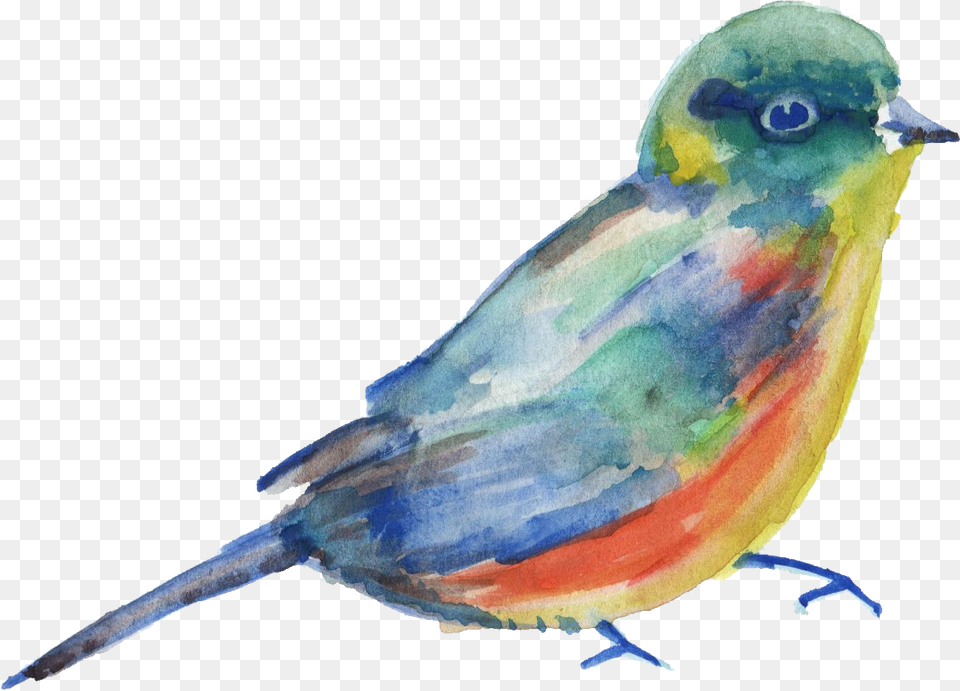 Bird Parrot Watercolor Painting Watercolor Bird, Animal, Finch, Jay Png