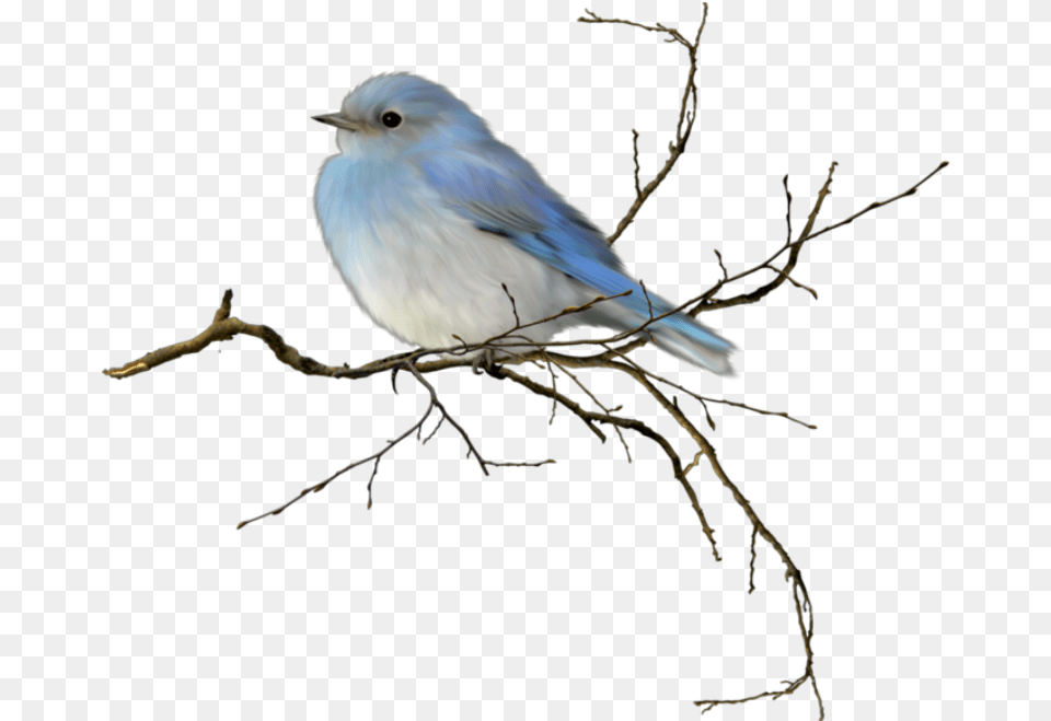 Bird Passarinho Mountain Bluebird Transparent Background, Animal, Jay, Blue Jay Png