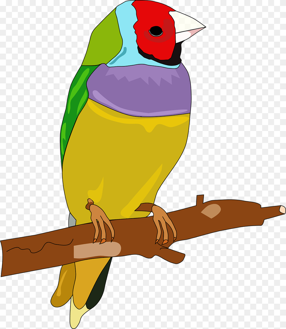 Bird Passerine Color Drawing Feather Hewan Burung Dengan Warna, Animal, Finch, Beak, Parakeet Png