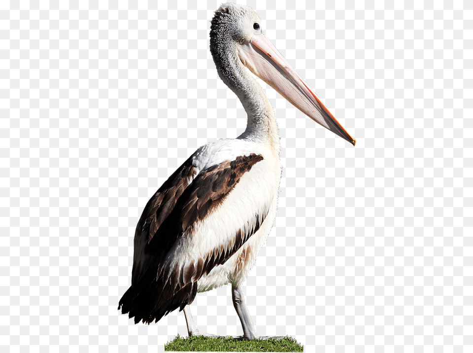 Bird Pelican Beak Feathers Wildlife Cut Out Water Bird, Animal, Waterfowl Free Png Download