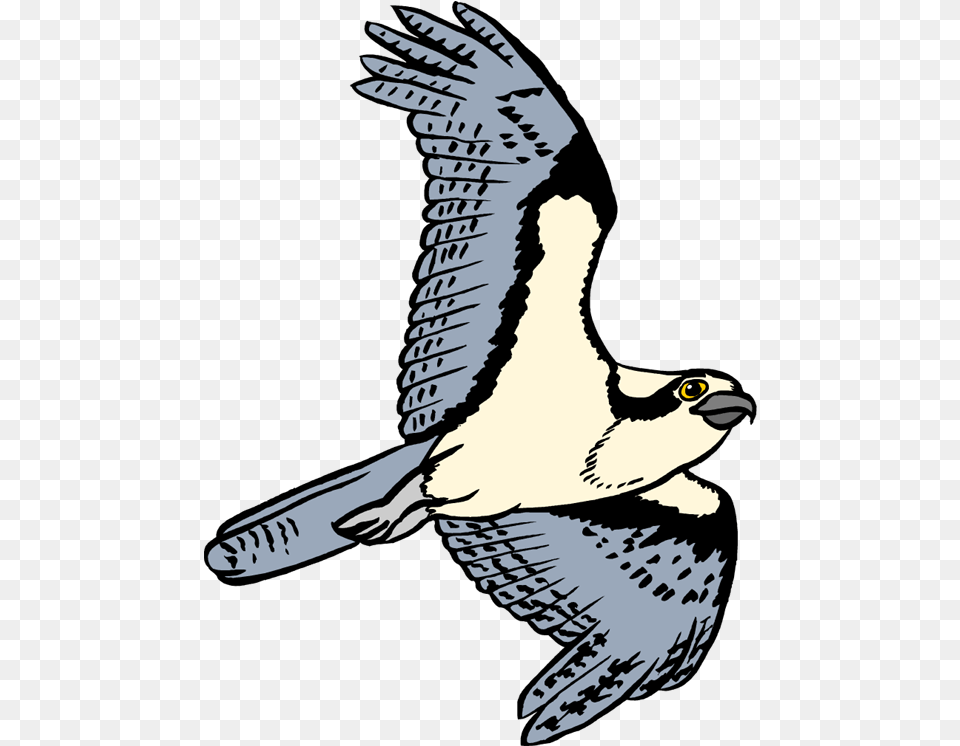 Bird Pencil And In Color Osprey Cartoon Transparent Clipart Osprey, Accipiter, Animal, Person, Woman Png Image