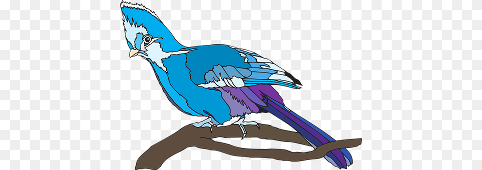 Bird Perched Nature Wildlife Turaco Clipart, Animal, Jay, Person, Blue Jay Free Png