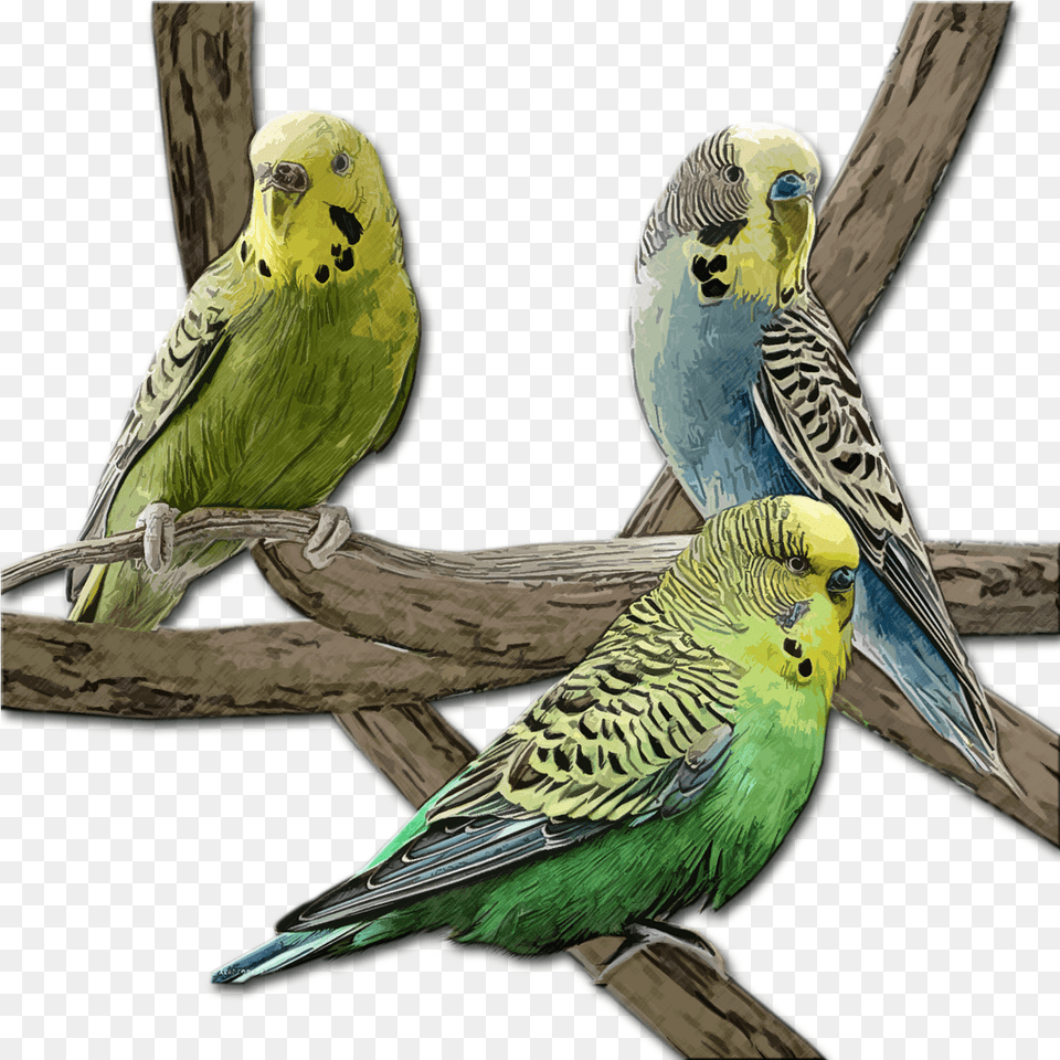 Bird Pet Budgie Image On Pixabay Green Budgie, Animal, Parakeet, Parrot Free Png
