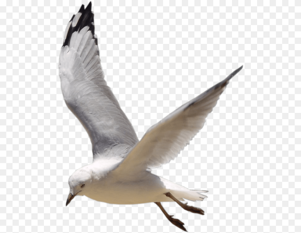 Bird Picsart Manipulation, Animal, Flying, Seagull, Waterfowl Png Image