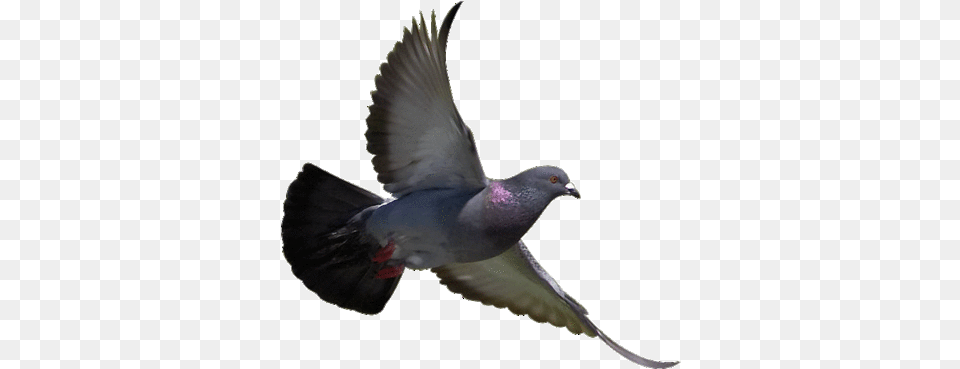 Bird Eco Birds Repeller, Animal, Pigeon, Dove Free Png