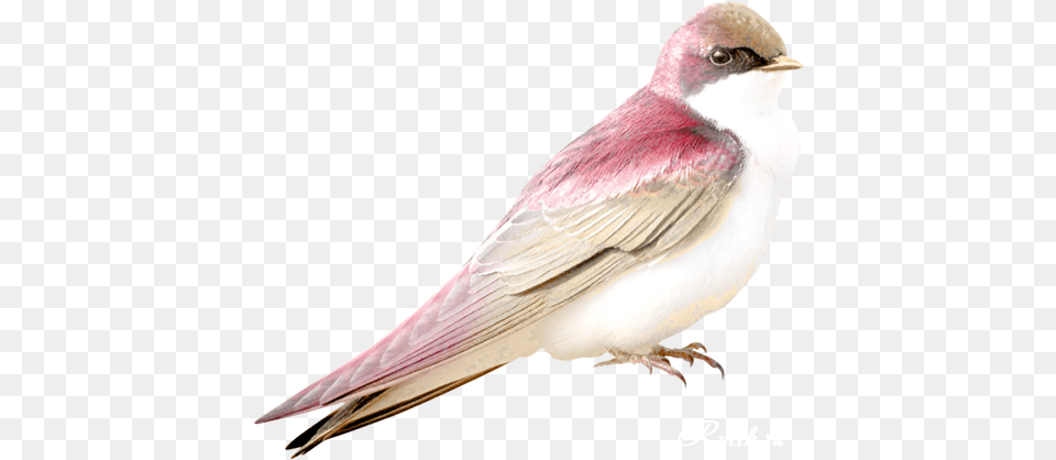 Bird Pink Bird, Animal, Finch, Swallow Png