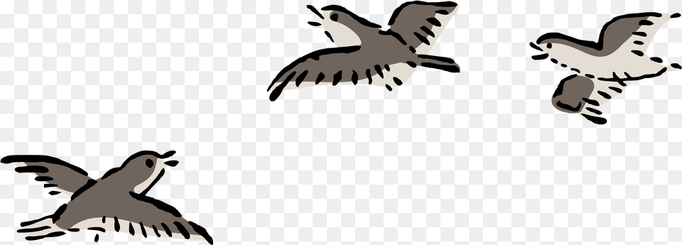 Bird Plover Flying Picture Bird Fly Clip Art, Animal, Stencil, Baby, Person Free Png Download
