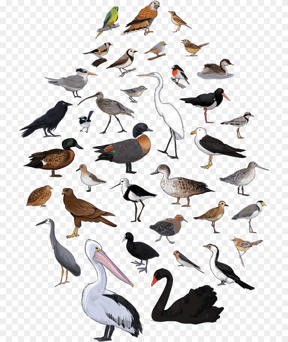 Bird Poster Cover, Animal, Beak, Waterfowl, Flock Png Image