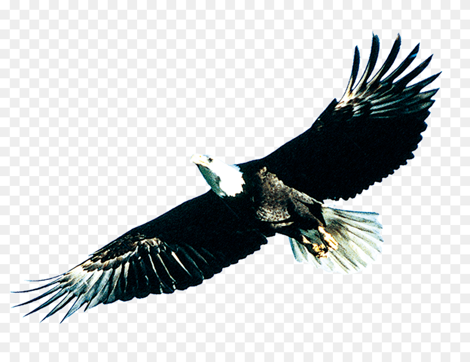 Bird Poster Soaring Eagle Download Gambar Kartun Burung Elang, Animal, Flying, Bald Eagle, Beak Free Transparent Png