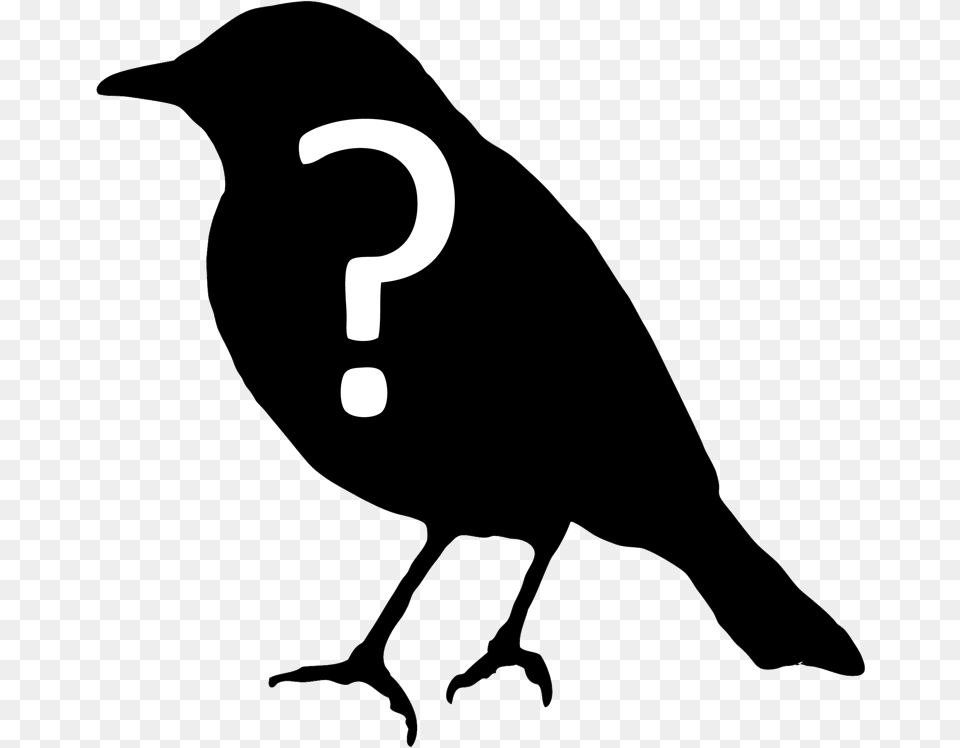 Bird Question, Animal, Blackbird, Person Free Png Download