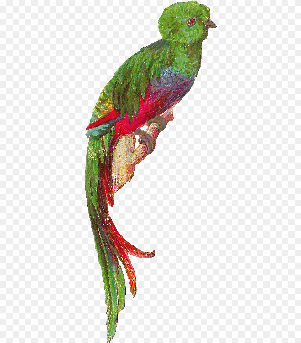 Bird Quetzal Cartoon Dyed, Animal, Lizard, Reptile Png