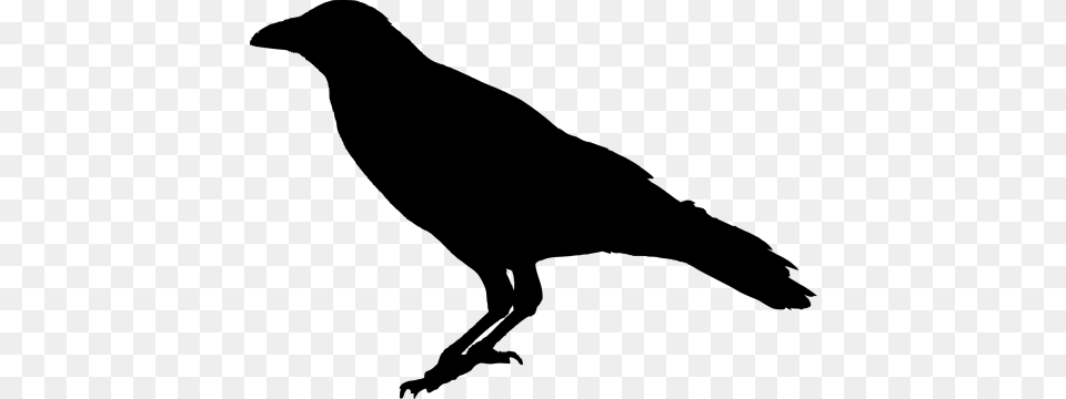 Bird Raven, Gray Free Transparent Png