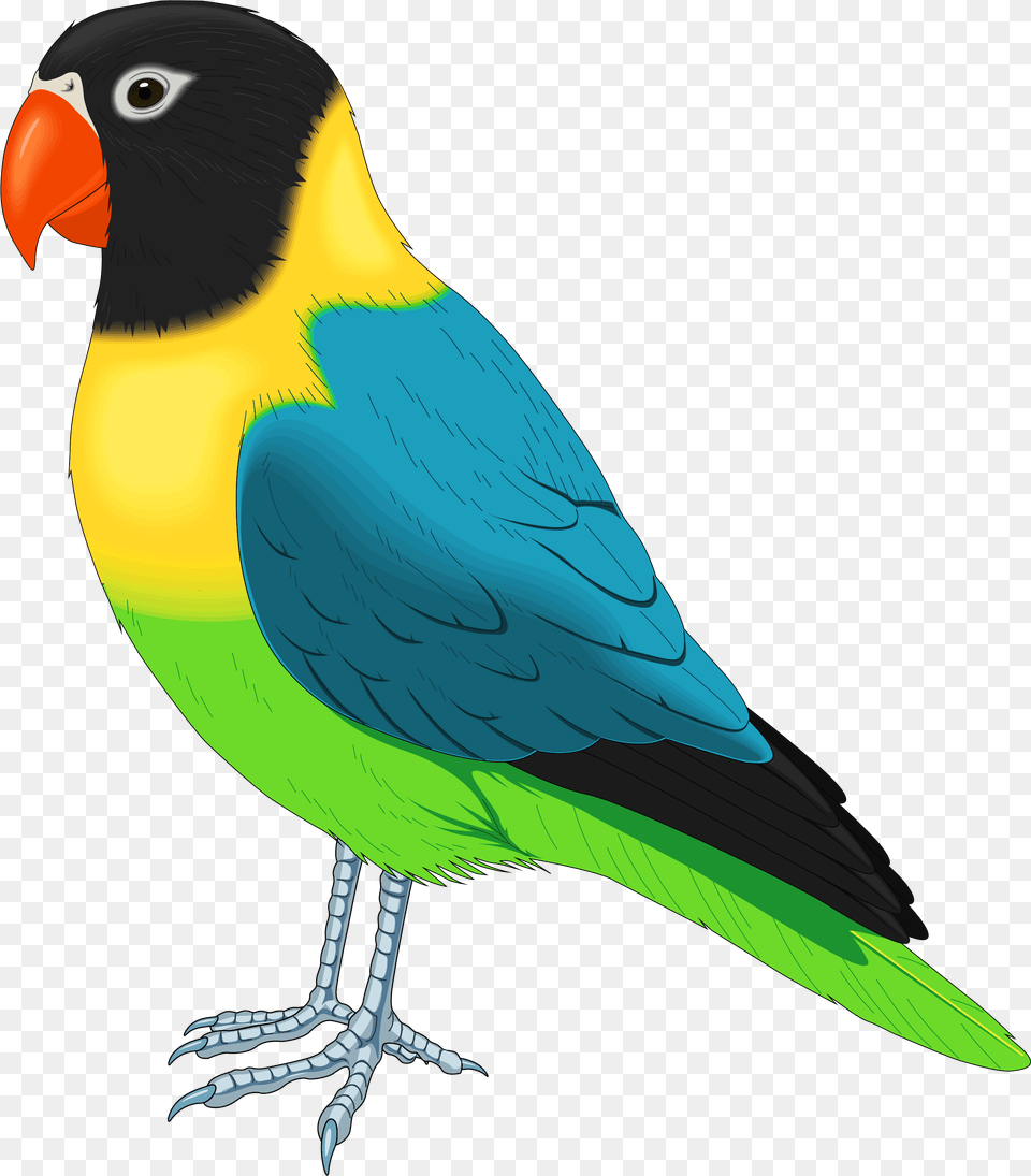 Bird Realistic Bird Clipart, Animal, Beak, Parakeet, Parrot Free Transparent Png