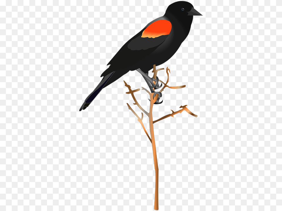 Bird Red Red Winged Blackbird, Animal Png