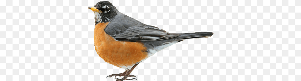 Bird Robin American Robin, Animal, Beak Png Image
