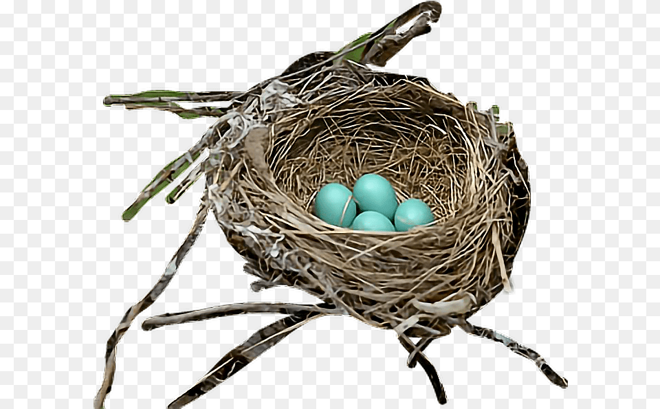Bird Robin Bird Nest Transparent, Egg, Food Png