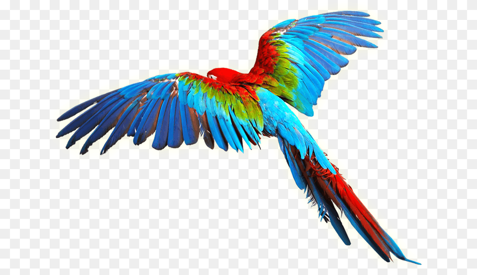 Bird Scarlet Macaw Clip Art Colorful Wings Flying Color Birds, Animal, Parrot Free Png