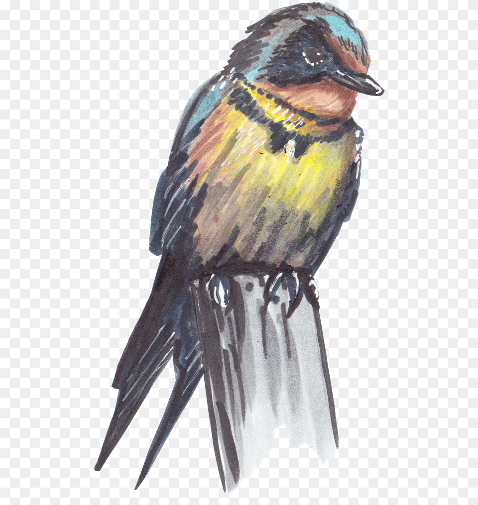 Bird Scout, Animal, Finch, Jay, Bee Eater Free Png