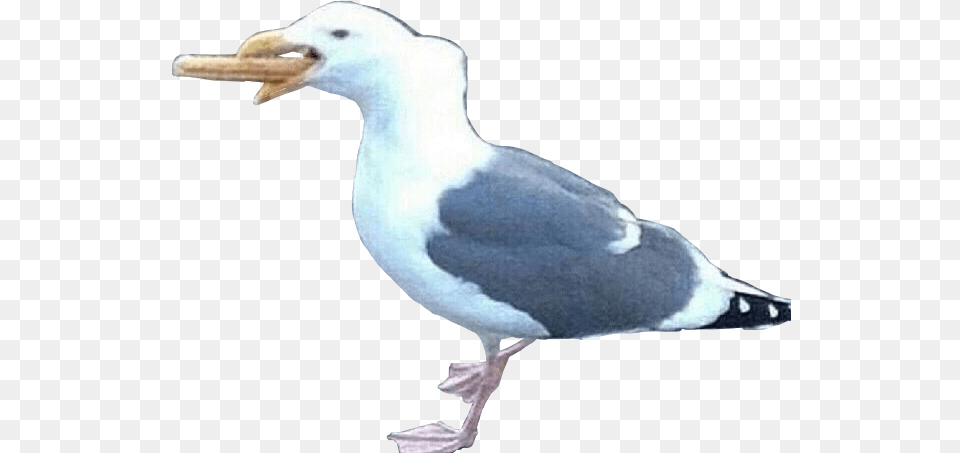 Bird Seagull Hotdog Meme Memes Shitpost Freetoedit Great Gull, Animal, Beak, Waterfowl Free Png Download