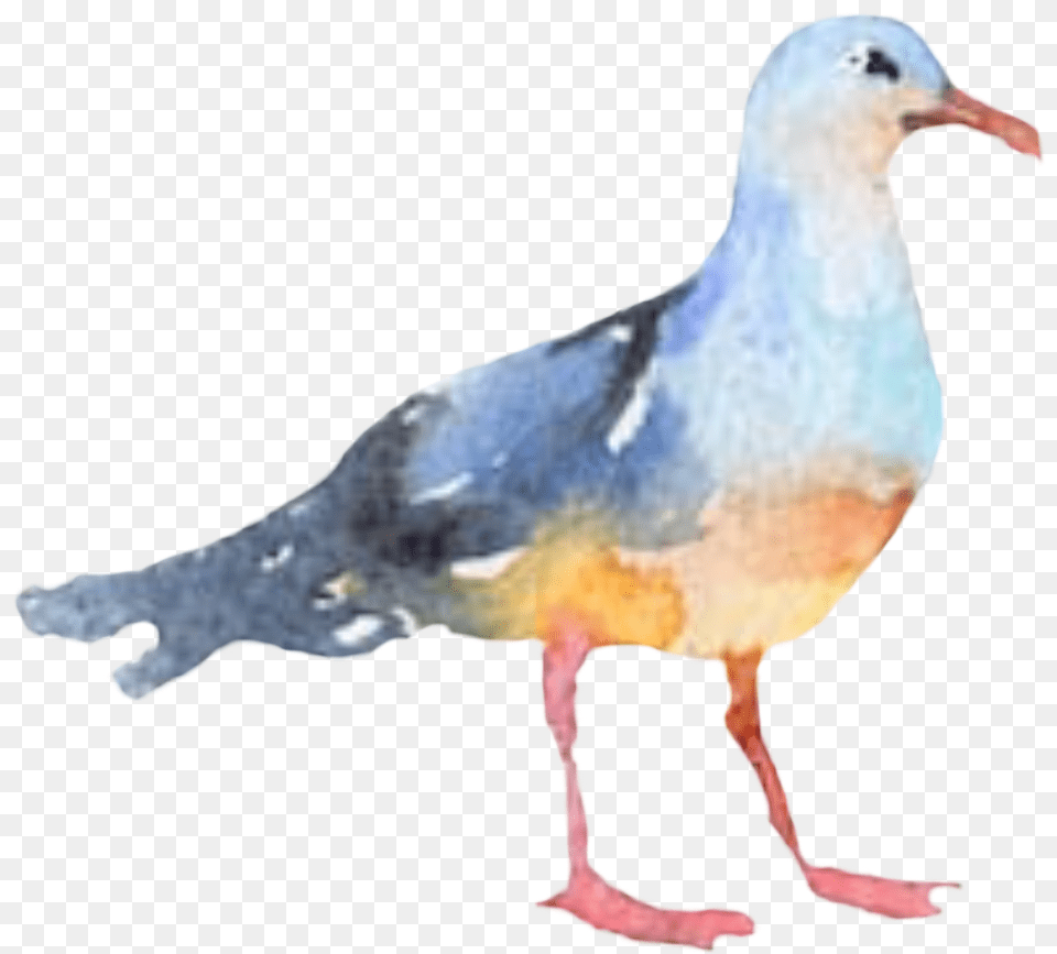 Bird Seagull Watercolor Freetoedit Watercolor Seagull Clipart, Animal, Waterfowl, Pigeon, Dove Png