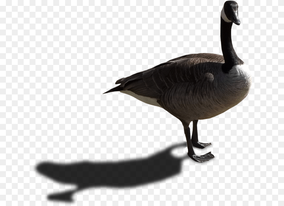 Bird Shadow, Animal, Goose, Waterfowl Free Png