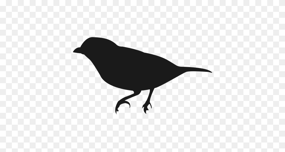 Bird Silhouette, Animal, Blackbird, Anthus Free Png