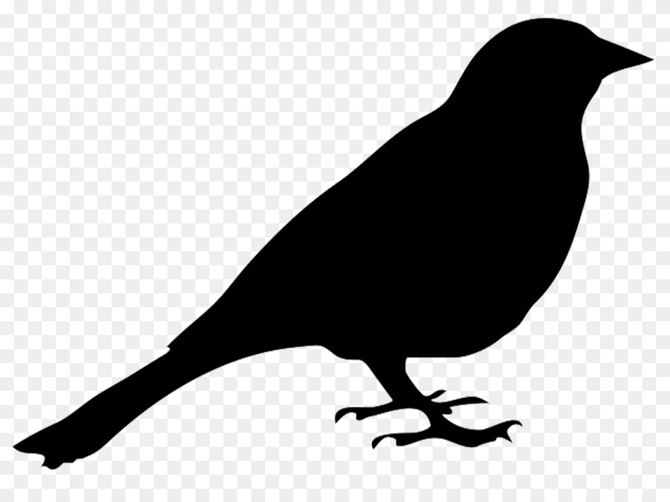 Bird Silhouette, Animal, Blackbird Png
