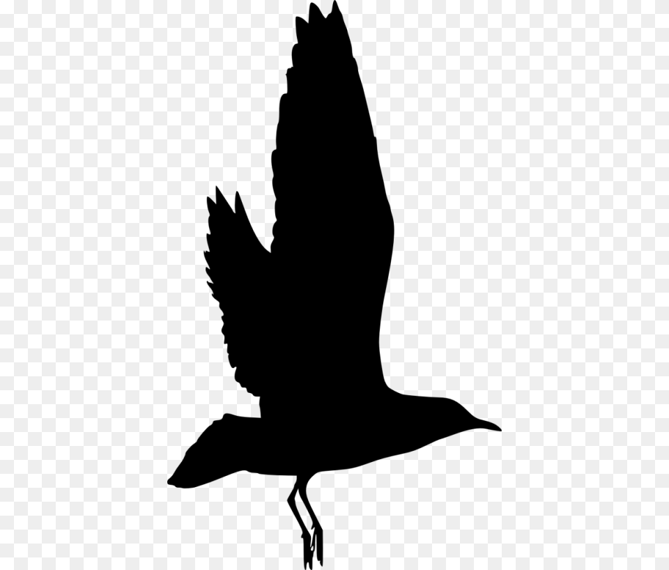 Bird Silhouette, Animal, Flying, Person, Blackbird Free Png