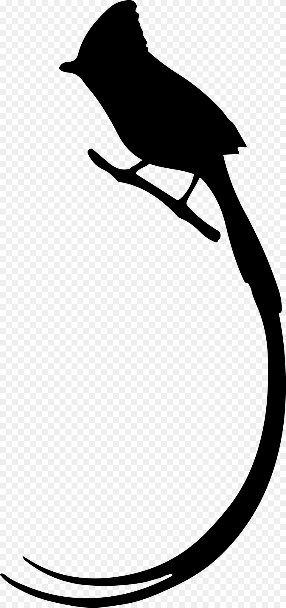 Bird Silhouette Animal Paradise Flycatcher, Gray Free Png Download