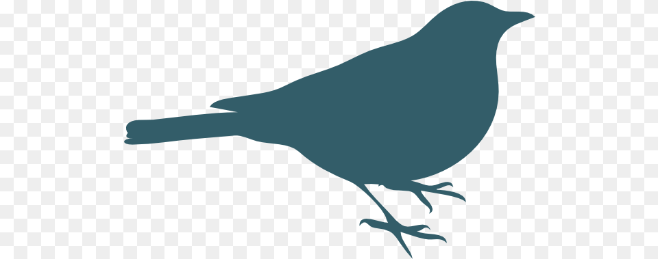 Bird Silhouette Cliparts 11 Bird Standing Outline, Animal, Blackbird, Person, Finch Png