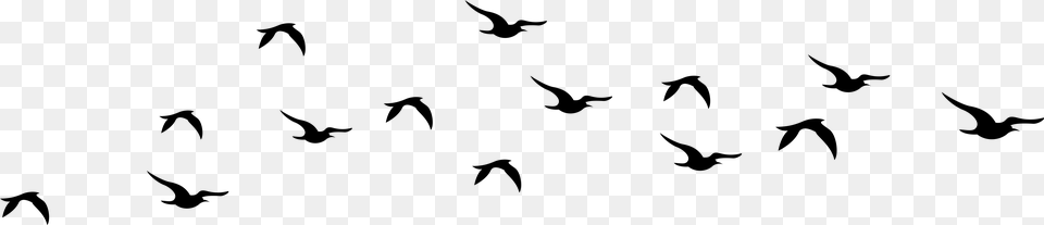 Bird Silhouette Cliparts Download Clip Art Flying Bird Silhouette Vector, Gray Free Png