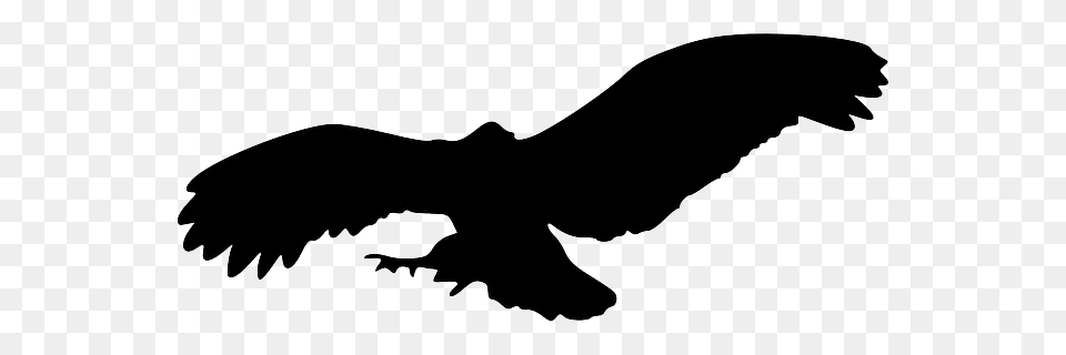 Bird Silhouette Eagle Transparent, Animal, Vulture, Fish, Sea Life Free Png