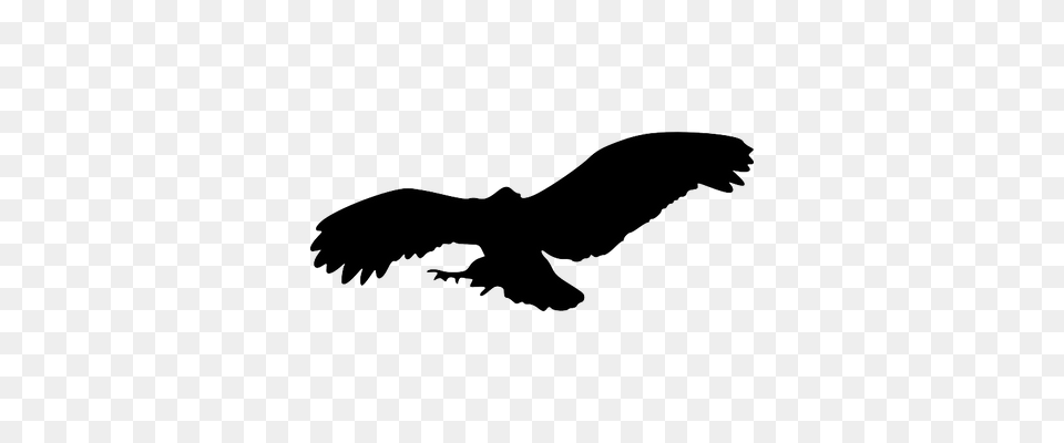 Bird Silhouette Eagle Transparent, Animal, Flying, Vulture, Fish Free Png