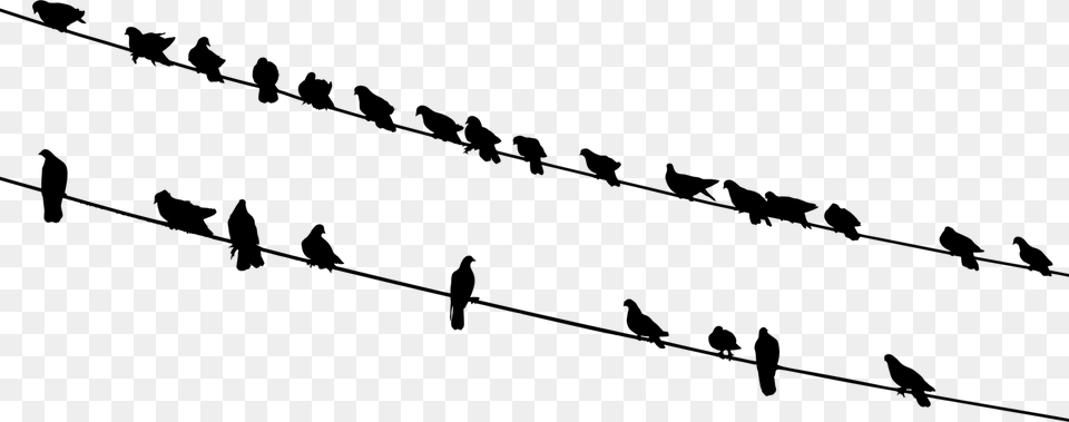 Bird Silhouette Flock Wire Black And White, Gray Png Image