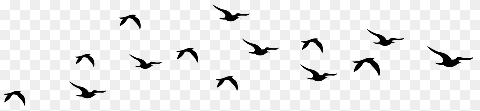 Bird Silhouette Flying, Animal, Flock Png Image