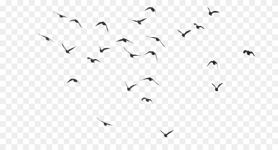 Bird Silhouette Group, Animal, Flock, Flying Free Png Download
