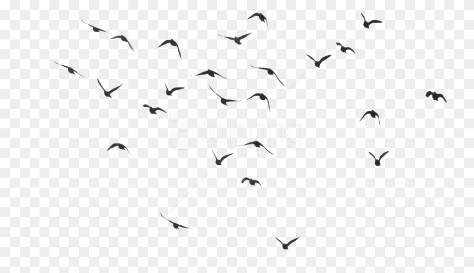 Bird Silhouette Group Images Transparent Birds, Animal, Flock Png Image