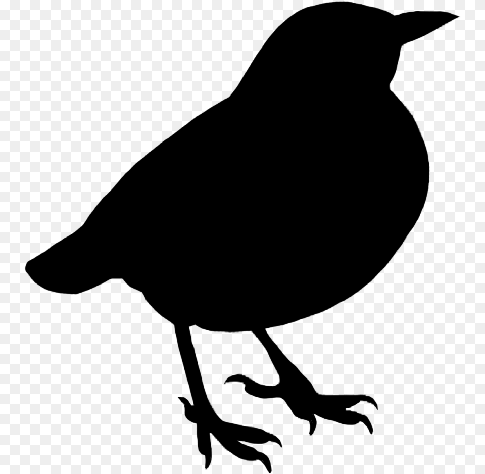 Bird Silhouette No Background, Gray Png Image