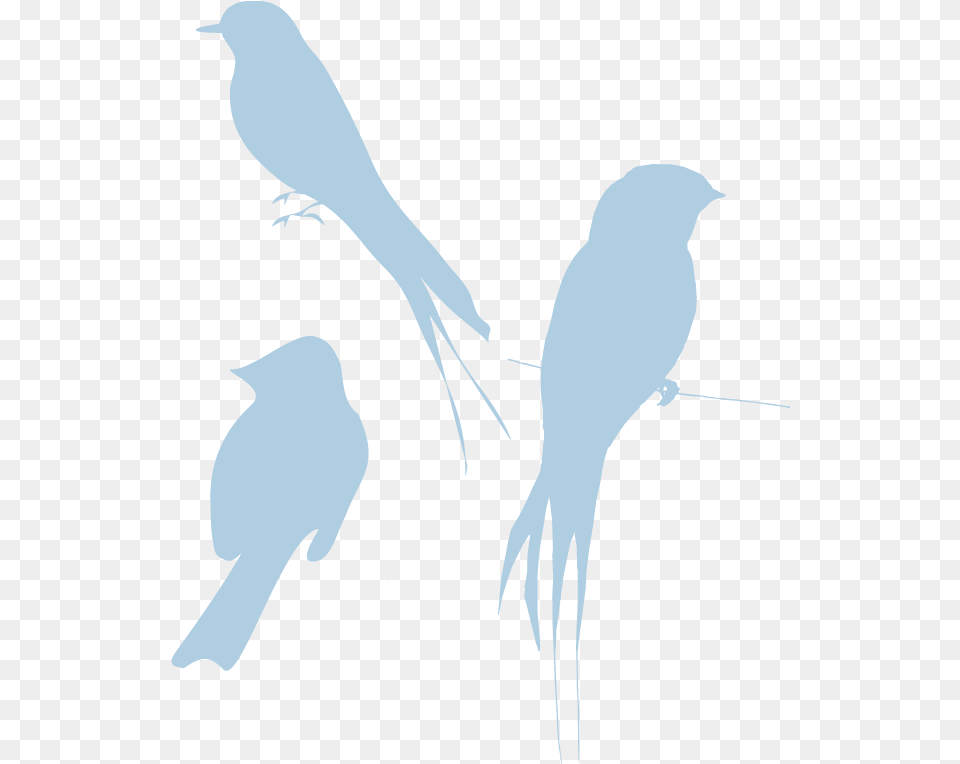 Bird Silhouette No Background Bird Silhouette, Adult, Female, Person, Woman Png Image