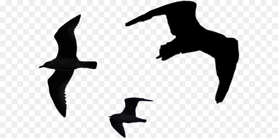 Bird Silhouette Pack Bird Top View Silhouette, Animal, Flying, Seagull, Waterfowl Png Image