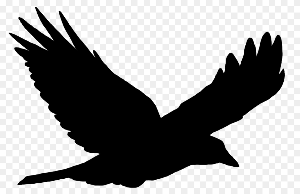 Bird Silhouette Solo Flying, Animal, Blackbird, Person Png Image