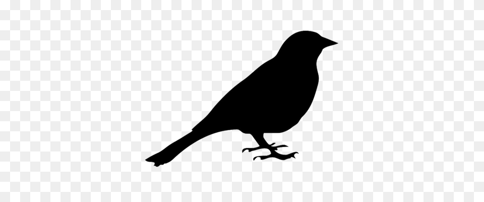 Bird Silhouette Transparent, Animal, Blackbird, Bow, Weapon Png Image