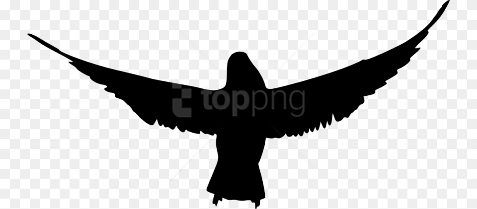Bird Silhouette Transparent Background Raven Silhouette, Animal, Blackbird, Flying, Aircraft Png