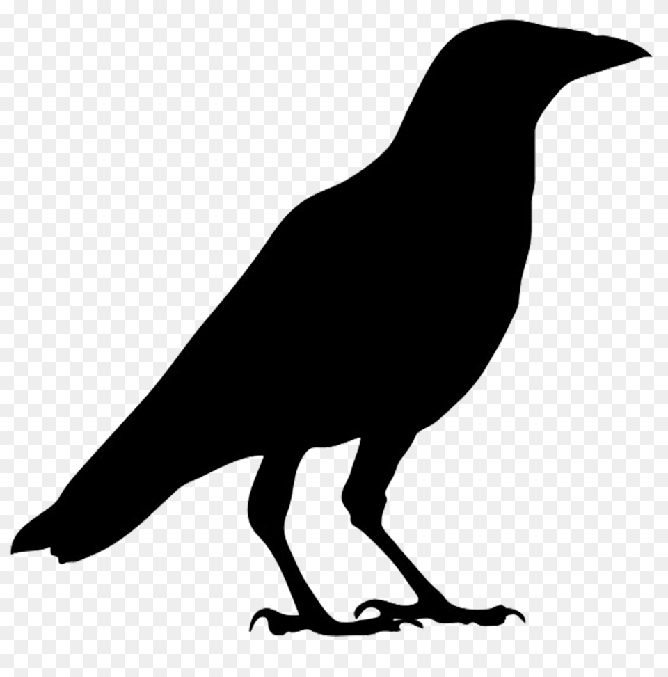 Bird Silhouettes, Animal, Crow, Kangaroo, Mammal Png Image