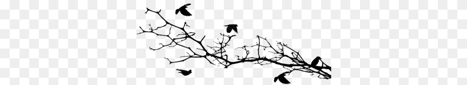 Bird Silhouettes On A Branch Bird, Ice, Weather, Outdoors, Nature Free Png