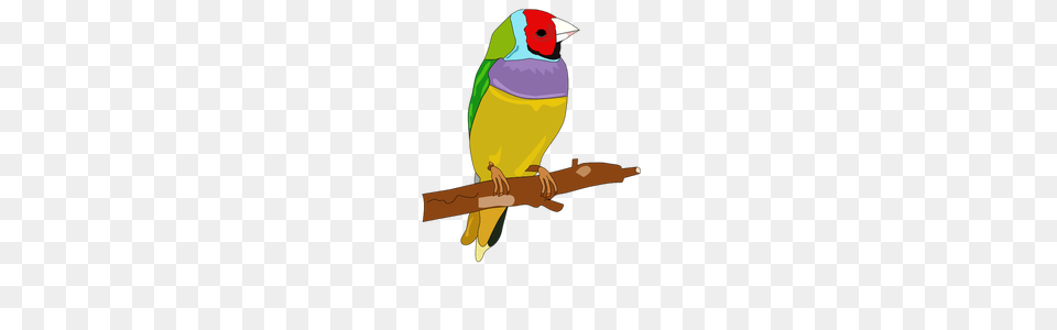 Bird Singing Clipart, Animal, Beak, Finch, Parakeet Png