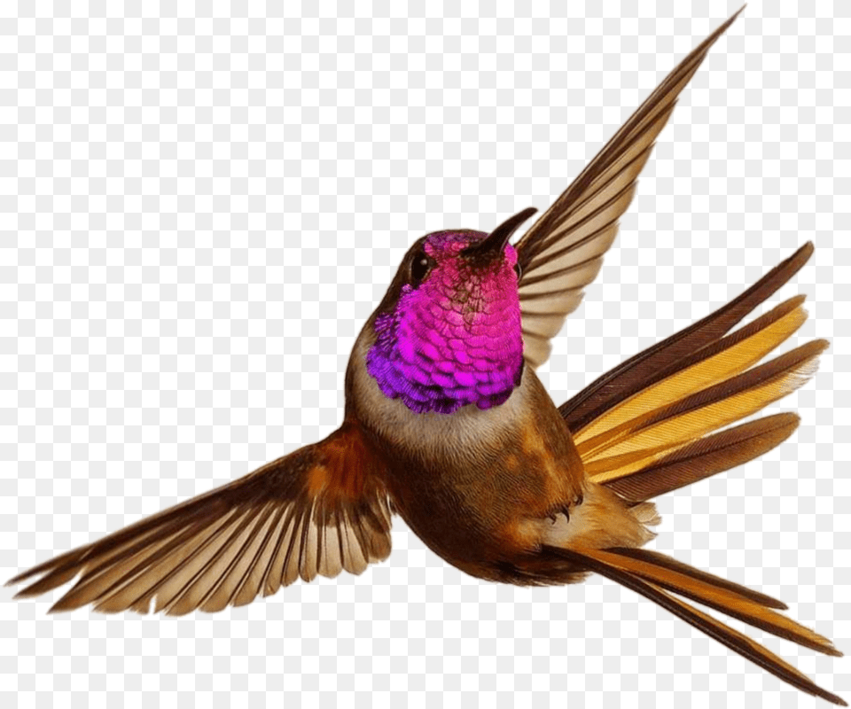 Bird Sky Animal Fly Colorful Hummingbird Bahamas Free Png