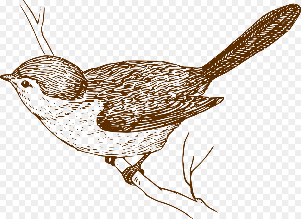 Bird Songbird Branch Clip Art Vintage Bird, Animal, Wren Free Png