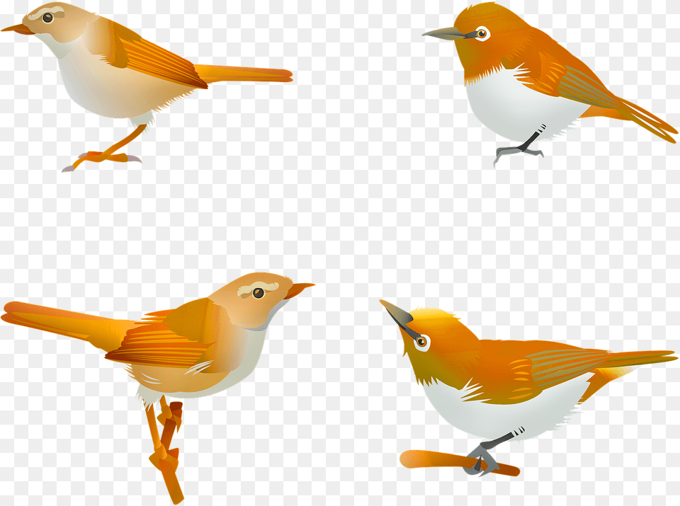 Bird Songbird Sprint Photo, Animal, Finch, Jay, Beak Free Png Download