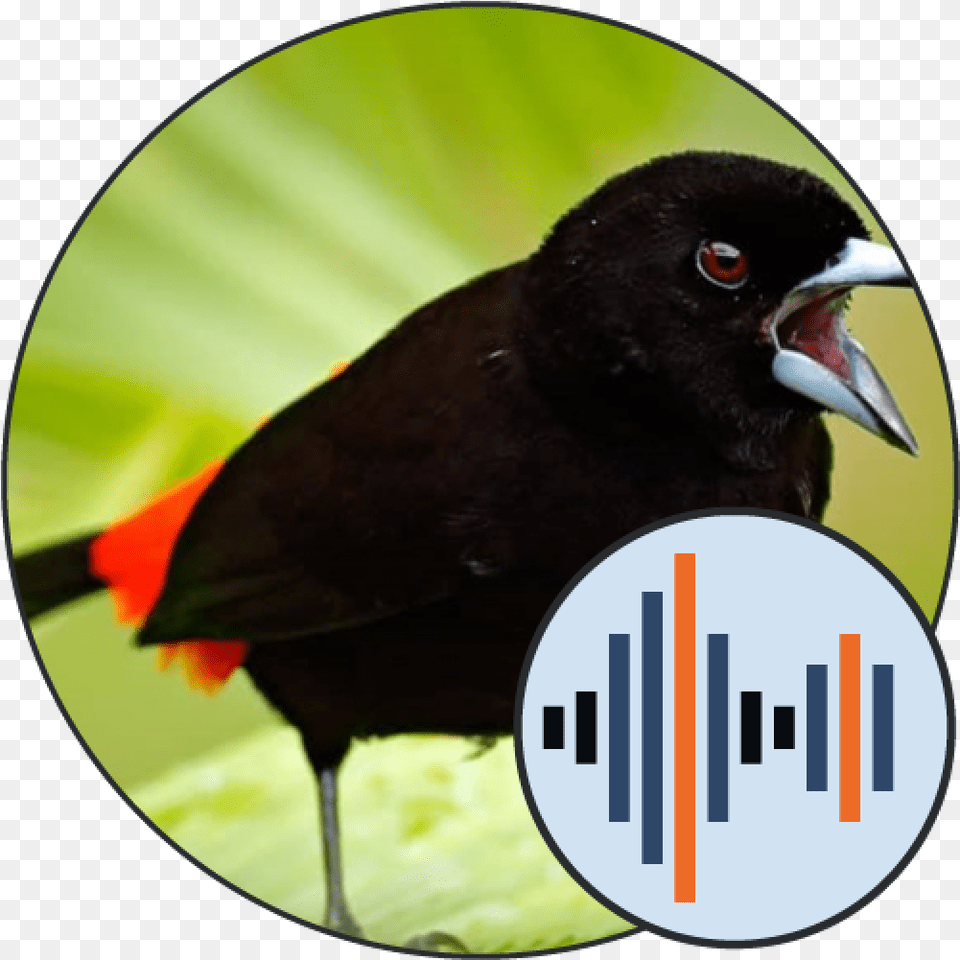 Bird Sounds And Calls Soundboard 101 Sound, Animal, Blackbird Free Png Download